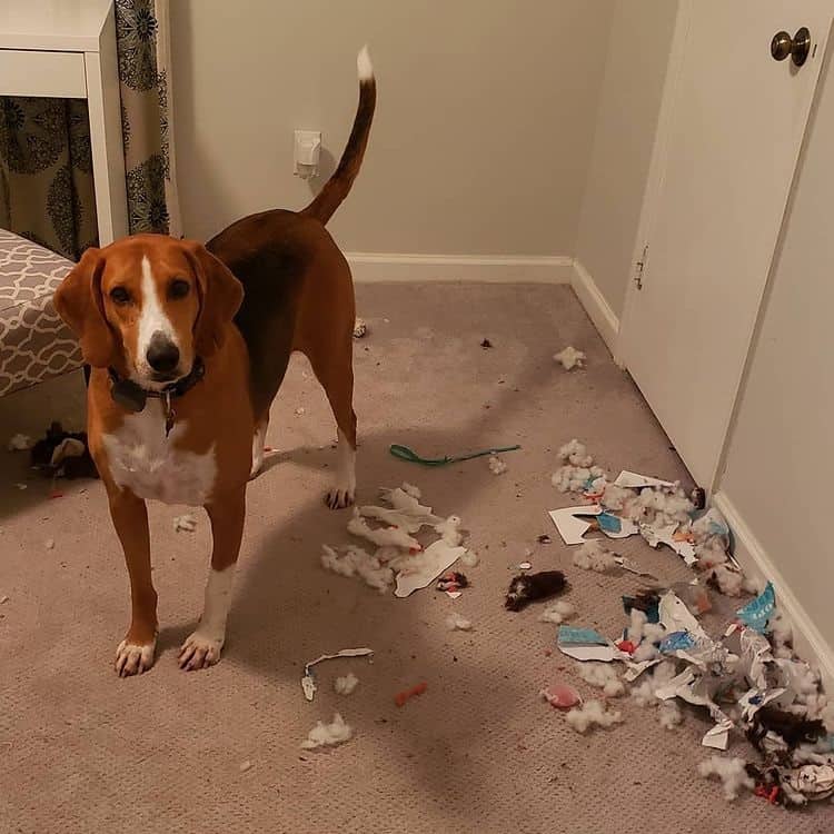 An American Foxhound with torn toys