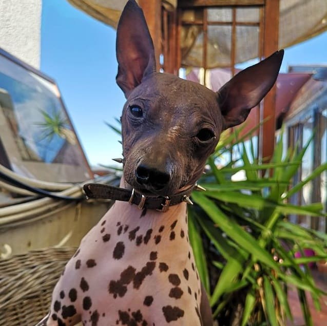 An American Hairless Terrier looking