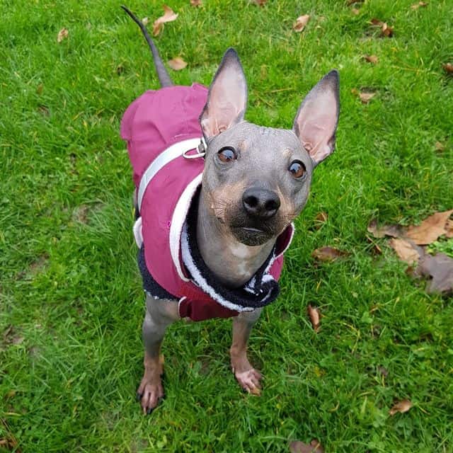 An American Hairless Terrier dog, clothed, is looking up as it stands on the grass