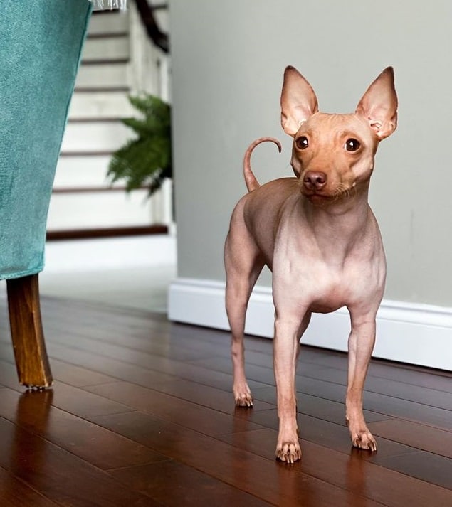 An American Hairless Terrier dog standing in a living room