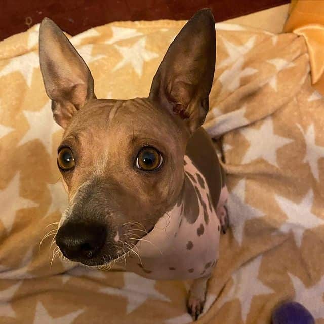 An American Hairless Terrier dog looking up while standing on a yellow blanket with star prints