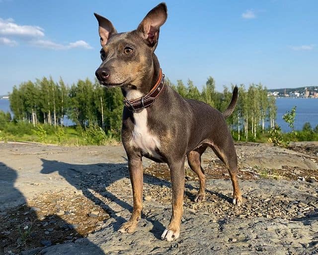 A coated American Hairless Terrier standing outdoors