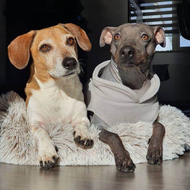 A Beagle and Jack Russell Terrier Mix and an American Hairless Terrier lying on their stomachs on a dog bed
