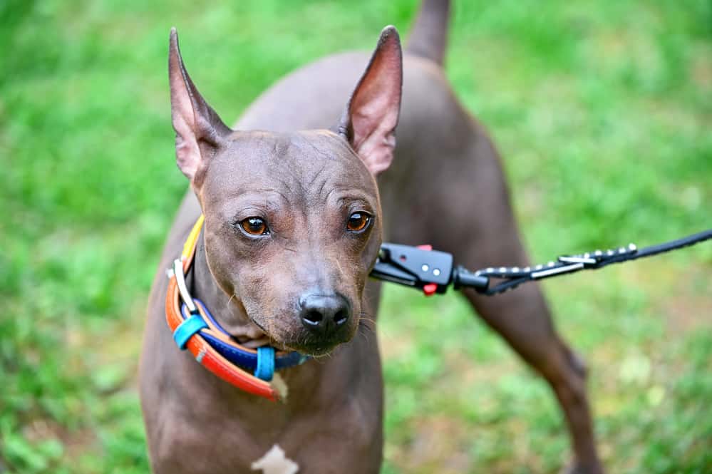 A brown American Hairless Terrier dog, wearing a colorful leash and standing on the grass