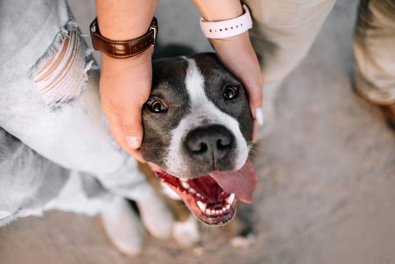An American Pit Bull Terrier whose face being held by its owners