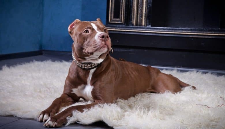 An American Pit Bull Terrier lying on a rug