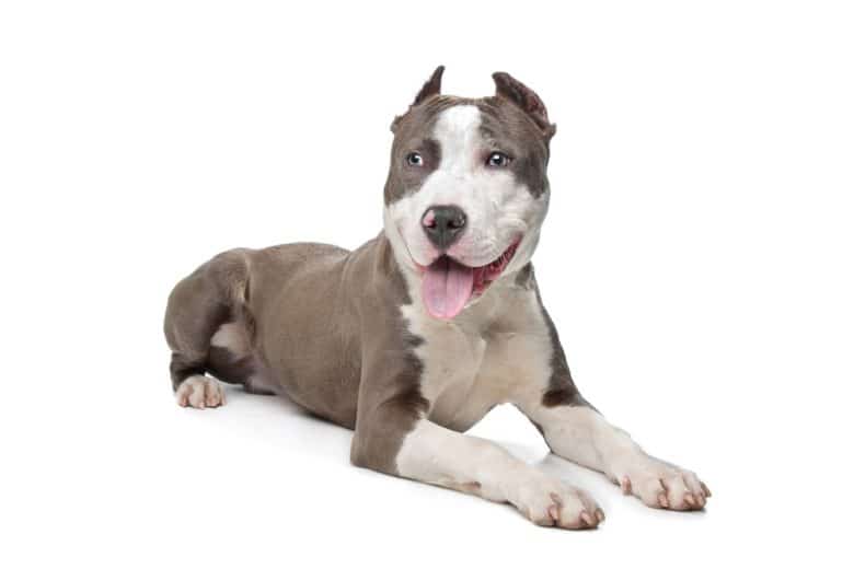 An American Staffordshire Terrier with cropped ears