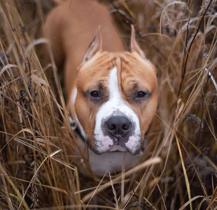 An American Staffordshire Terrier with cropped ears in the field