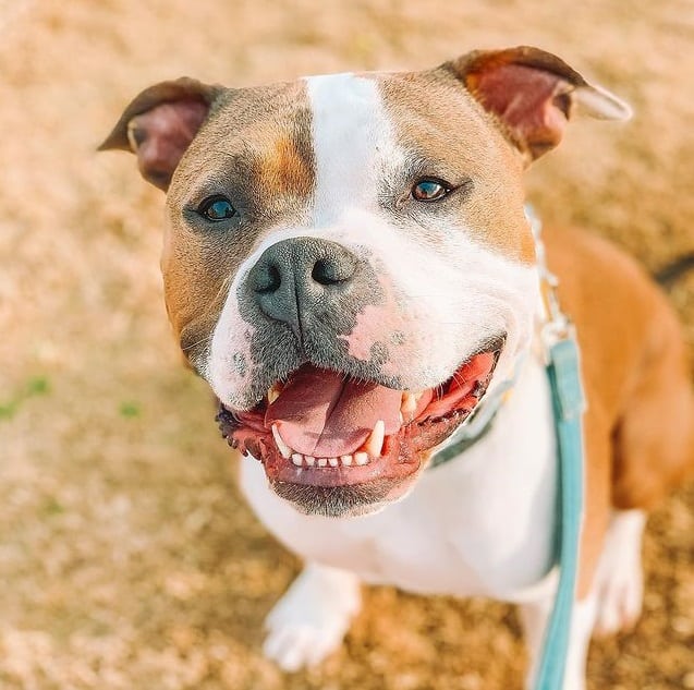 A smiling American Staffordshire Terrier
