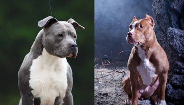 An American Staffordshire Terrier and an American Pitbull Terrier