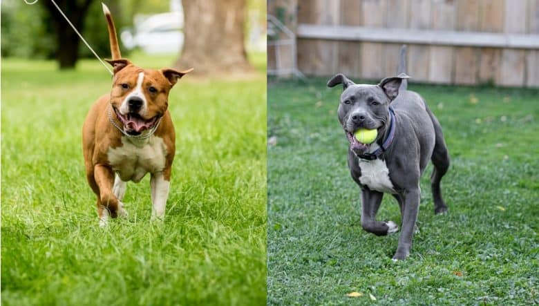 An AmStaff and a Pit Bull exercising