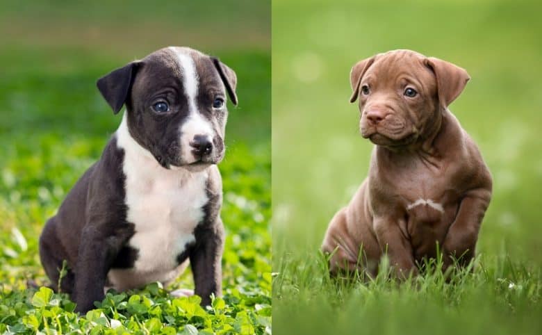 American Staffordshire Terrier and American Pit Bull puppies