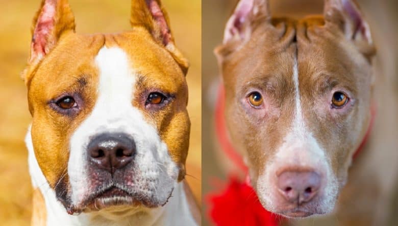 The American Staffordshire Terrier and American Pit Bull Terrier headshots