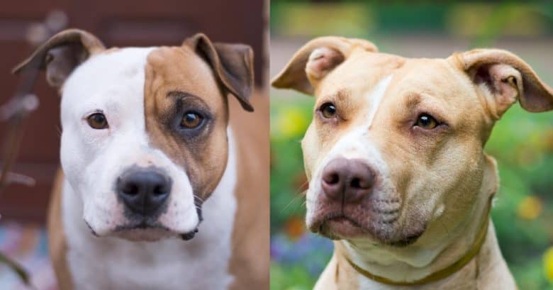 Headshots of the AmStaff and the Pit Bull