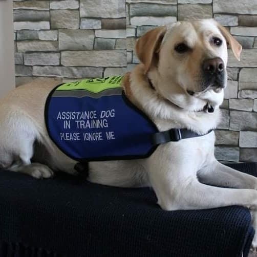 An assistance dog wearing a uniform