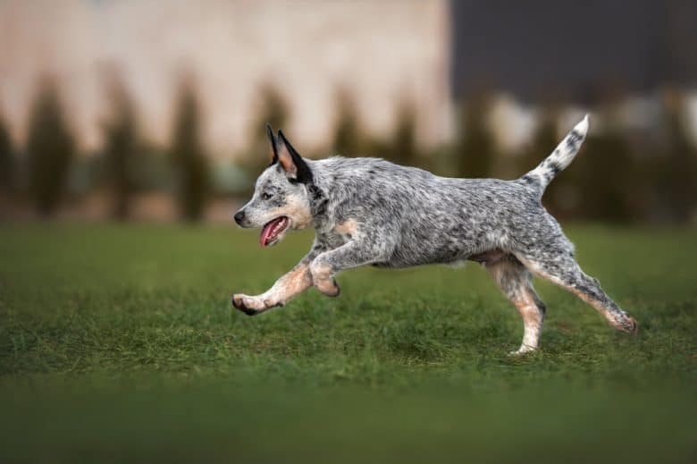 An Australian Cattle Dog puppy running