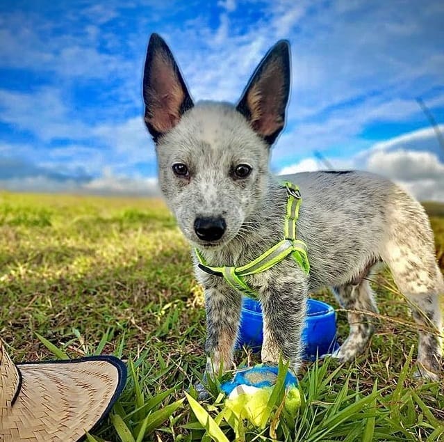 A leashed Australian Cattle Dog puppy