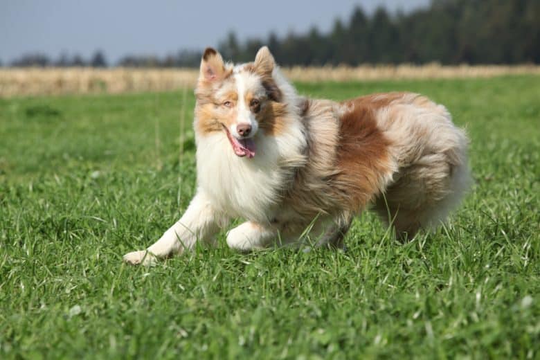 An Australian Shepherd running