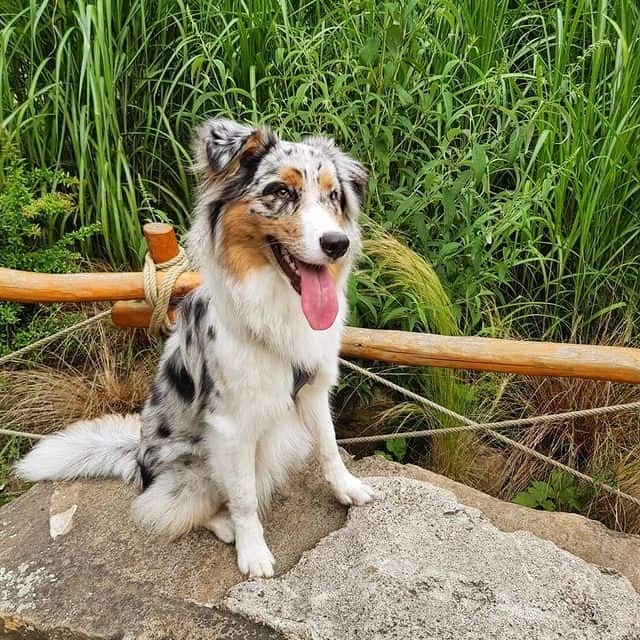 A smiling Australian Shepherd standing on a rock