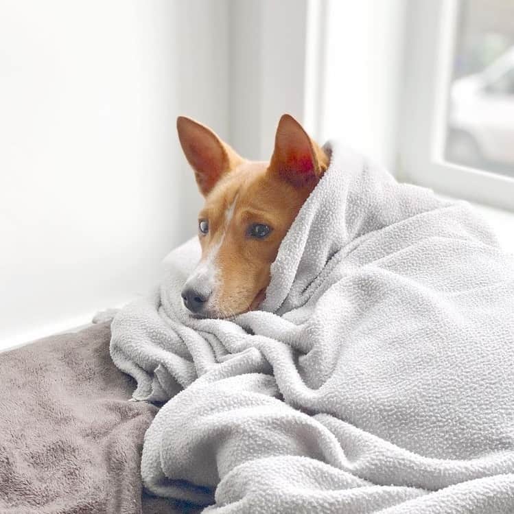 A Basenji lying in bed and wrapped in a blanket