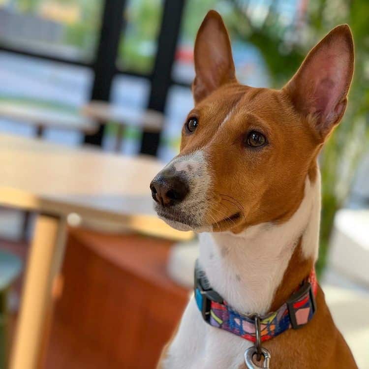 A Basenji dog wearing a colorful collar