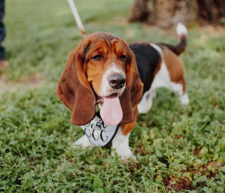 A leashed Basset Hound taking a walk