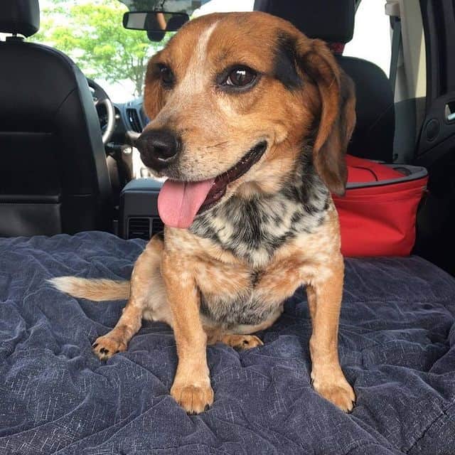 A smiling Beagle sitting inside a car