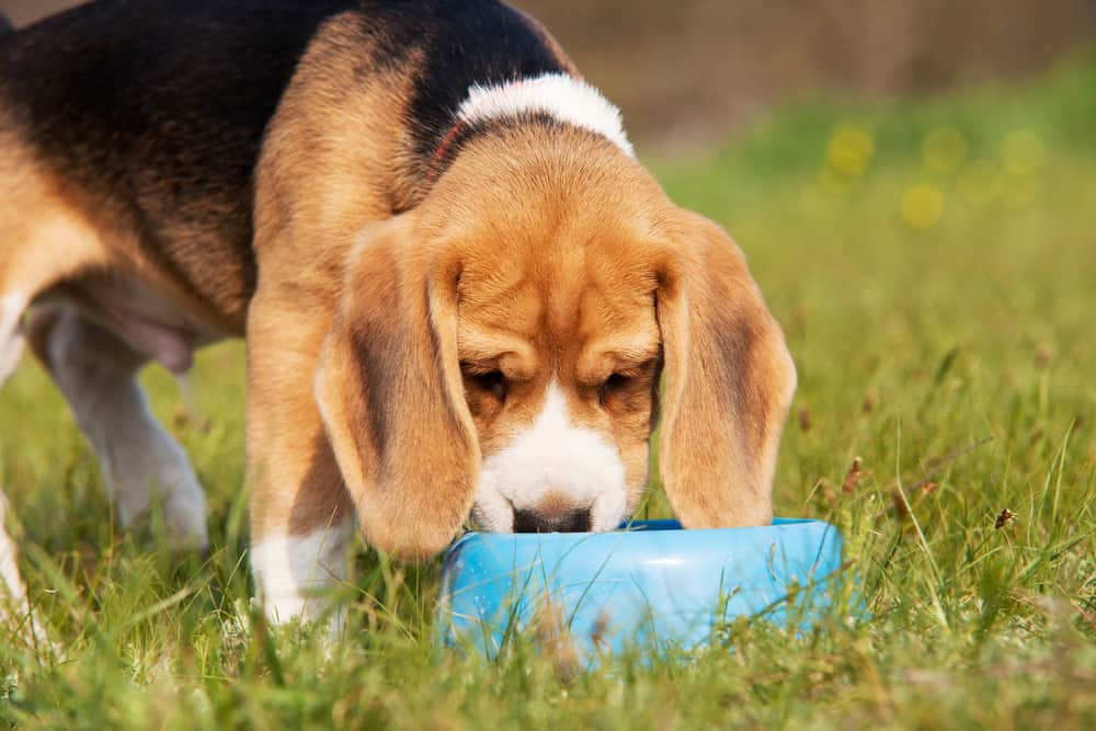 Beagle dog drinking water outdoor