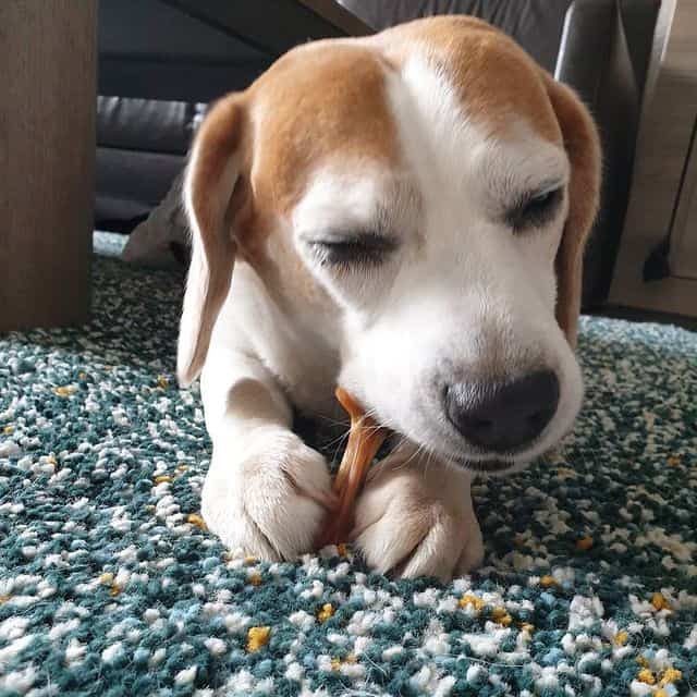A Beagle eating chicken feet