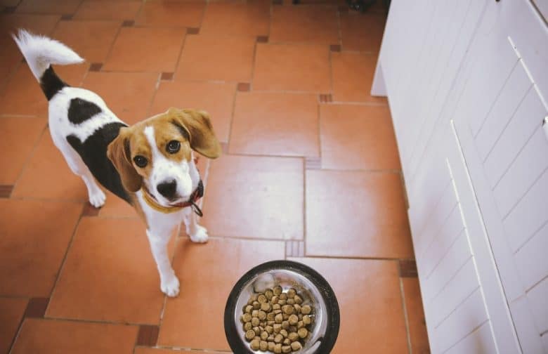A Beagle with food looking up