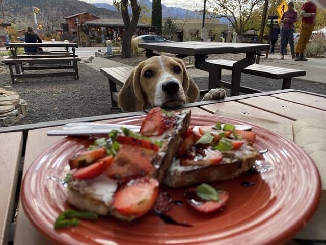 A Beagle looking at a food on a table