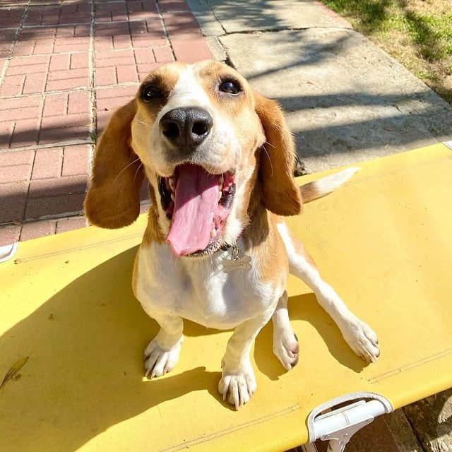 A Beagle dog smiling with its tongue out