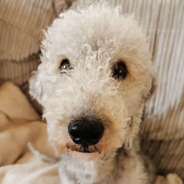 A Bedlington Terrier sitting on a couch