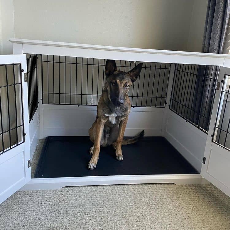 A Belgian Malinois inside a wooden dog crate