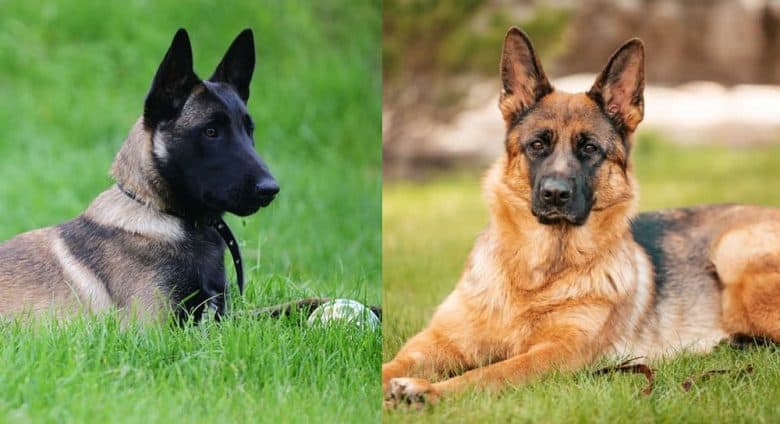 A side-by-side image of the Belgian Malinois and German Shepherd