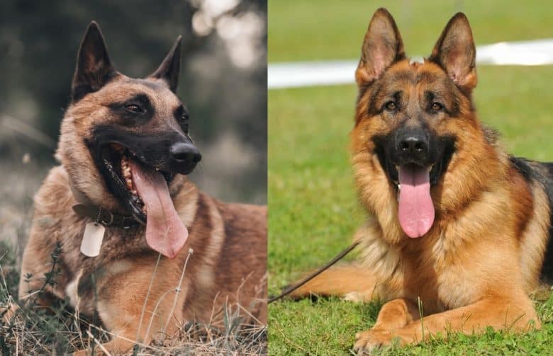 Belgian Malinois and German Shepherd lying down