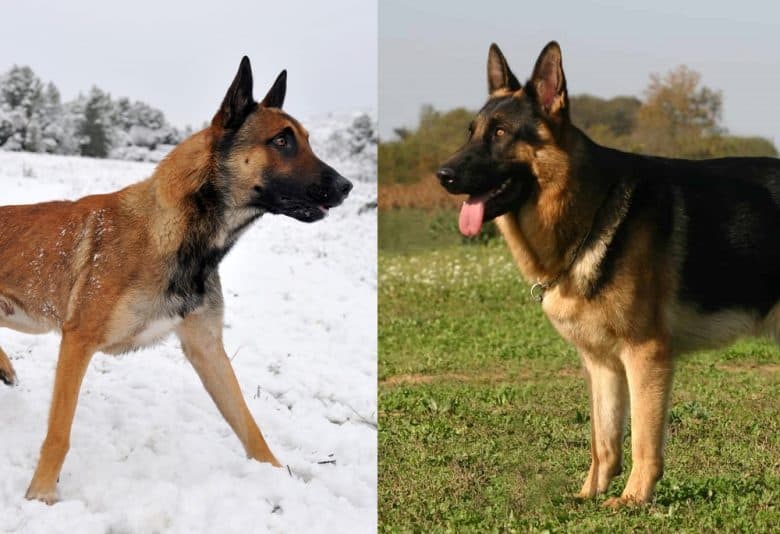 A Belgian Malinois and a German Shepherd standing
