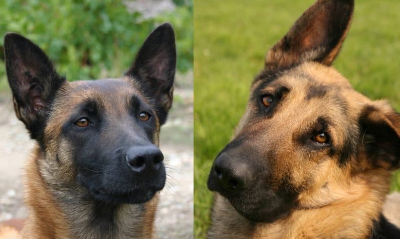 A Belgian Malinois and a German Shepherd looking up