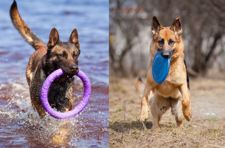 A Belgian Malinois and a German Shepherd catching toys