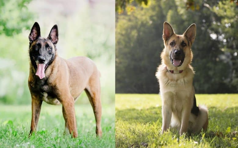 A Belgian Malinois standing and German Shepherd sitting