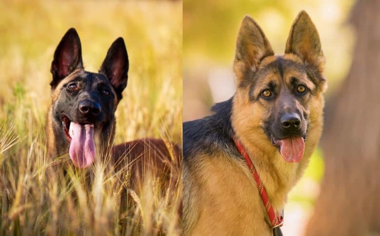 A Belgian Malinois and a German Shepherd sticking their tongues out