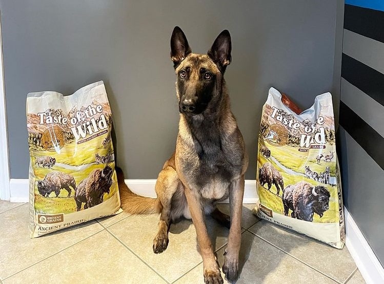A Belgian Malinois with Taste of the Wild dog food