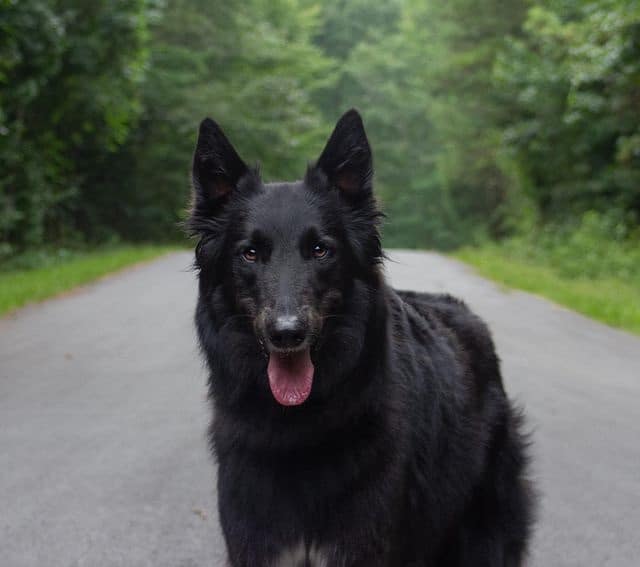 A Belgian Sheepdog standing outdoors