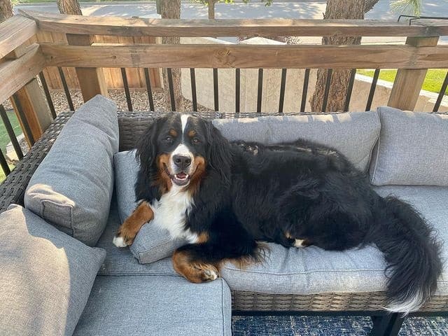 A Bernese Mountain Dog lying on a couch