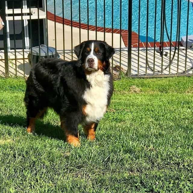 A Bernese Mountain Dog standing on the grass
