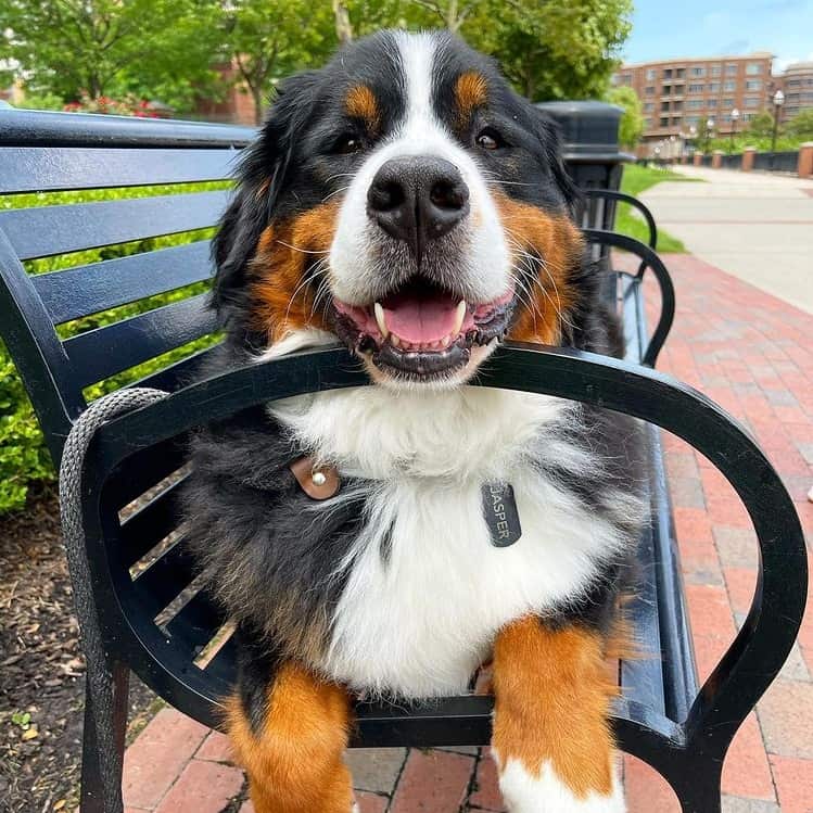 A smiling Bernese Mountain Dog on a bench