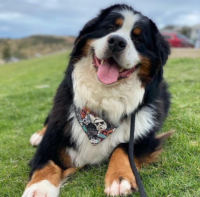 A smiling Bernese Mountain Dog lying on the grass