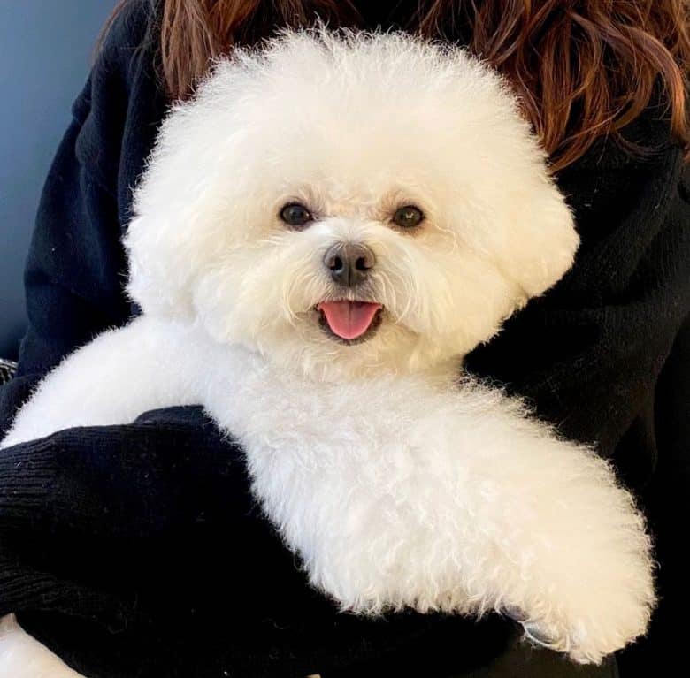 A Bichon Frise sitting on a woman's lap