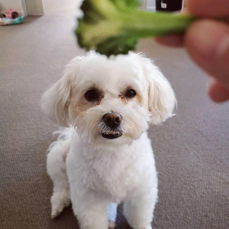 A Bichon Frise Maltese mix being presented with broccoli