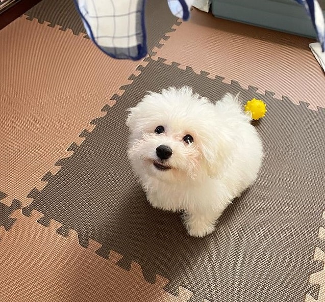 A Bichon Frise puppy playing with a toy